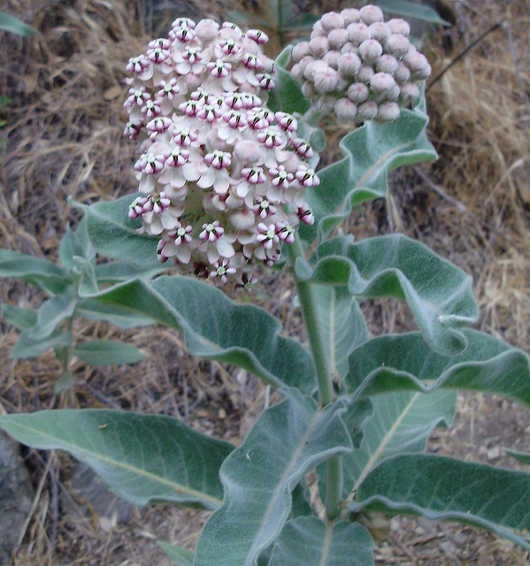 Mount Wilson milkweed (Asclepias eriocarpa)