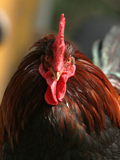 Rubel Castle Rooster