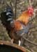 002_rooster_dj